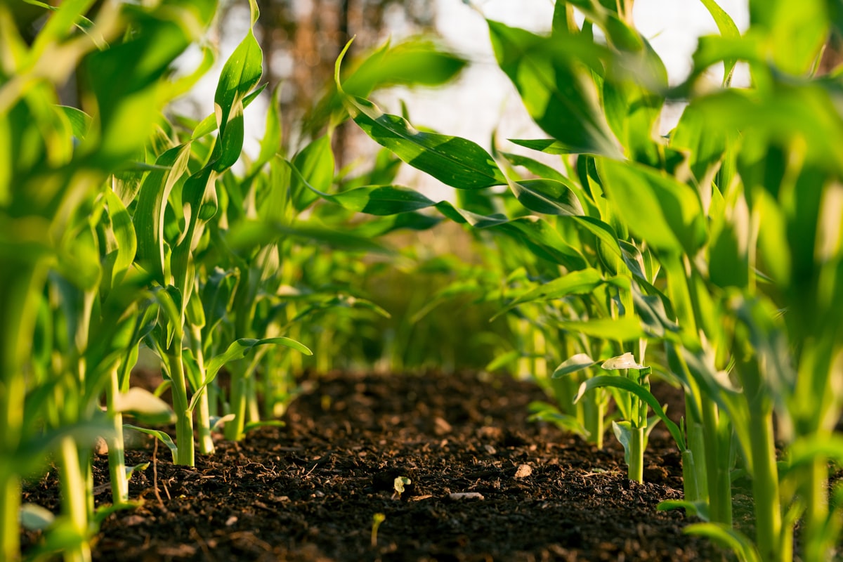 AgriTech Companies: Web Apps, SEO, Mobile & WhatsApp Lead Systems — CyberCoderz blog